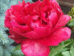 peony14 (29)